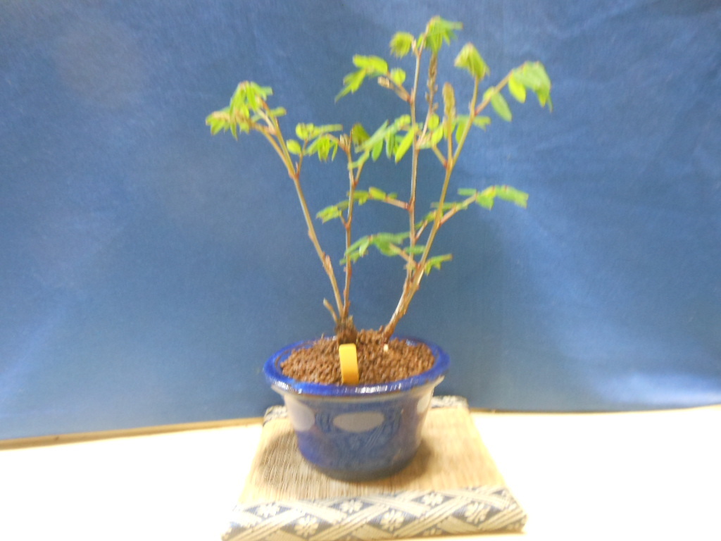豆助ミニ盆栽 庭藤・赤花・樹高１０㎝越えで小品盆栽の画像2