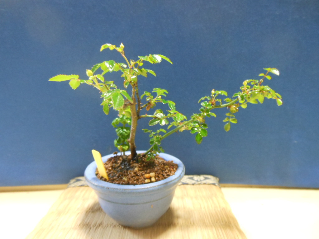 豆助ミニ盆栽　世界最小のミニバラ【知多姫】・ミニバラ_画像2