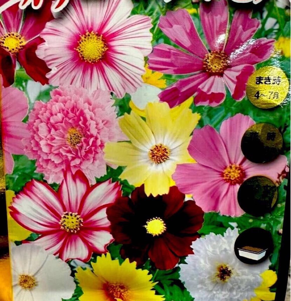 コスモス　レインコートボカラー　ミックス　　　　　とってもカラフルなで可愛い花々　30粒　
