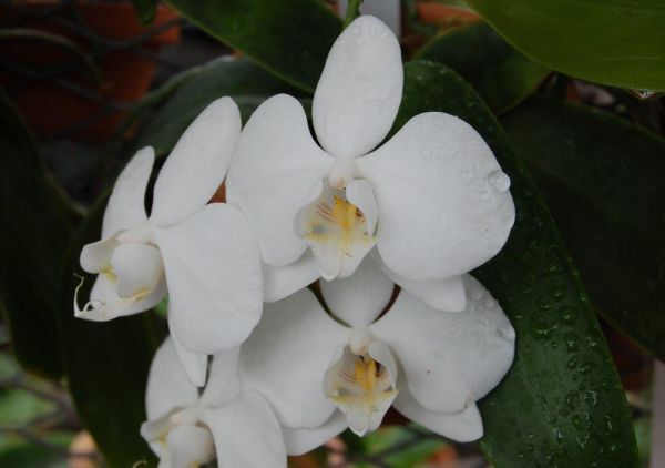 HIF洋蘭 410 Phal. amabilis (自然種)_画像1