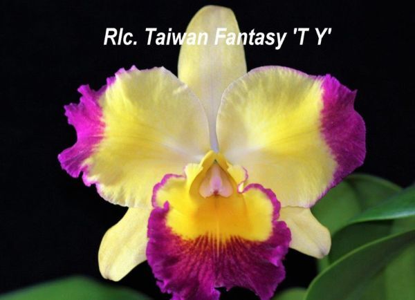 HIF洋蘭 429 Rlc. Taiwan Fantasy 'TY' (MC)_画像1