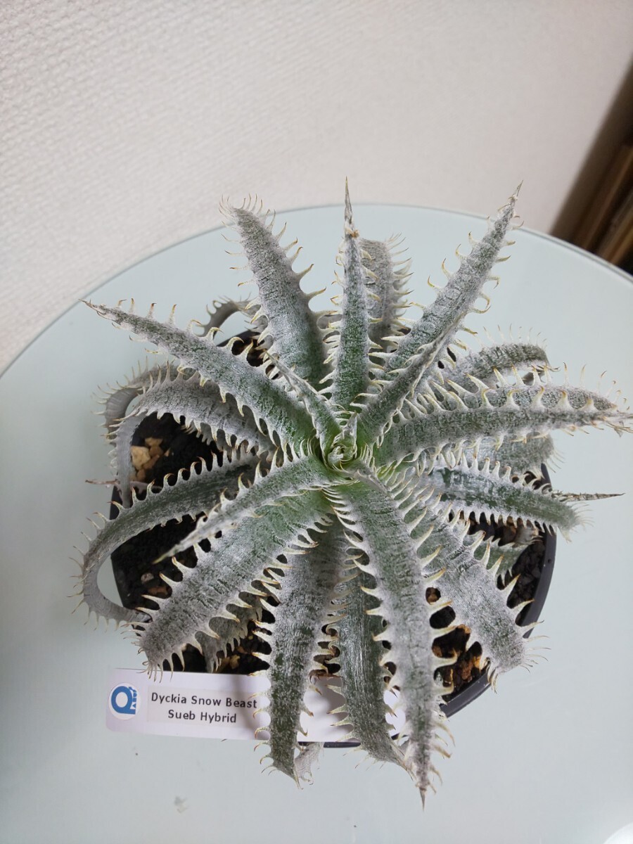 Snow Beast Dyckia ディッキア アナナス ブロメリア スノー Snow Beast Dyckia ディッキア アナナス ブロメリア スノー
