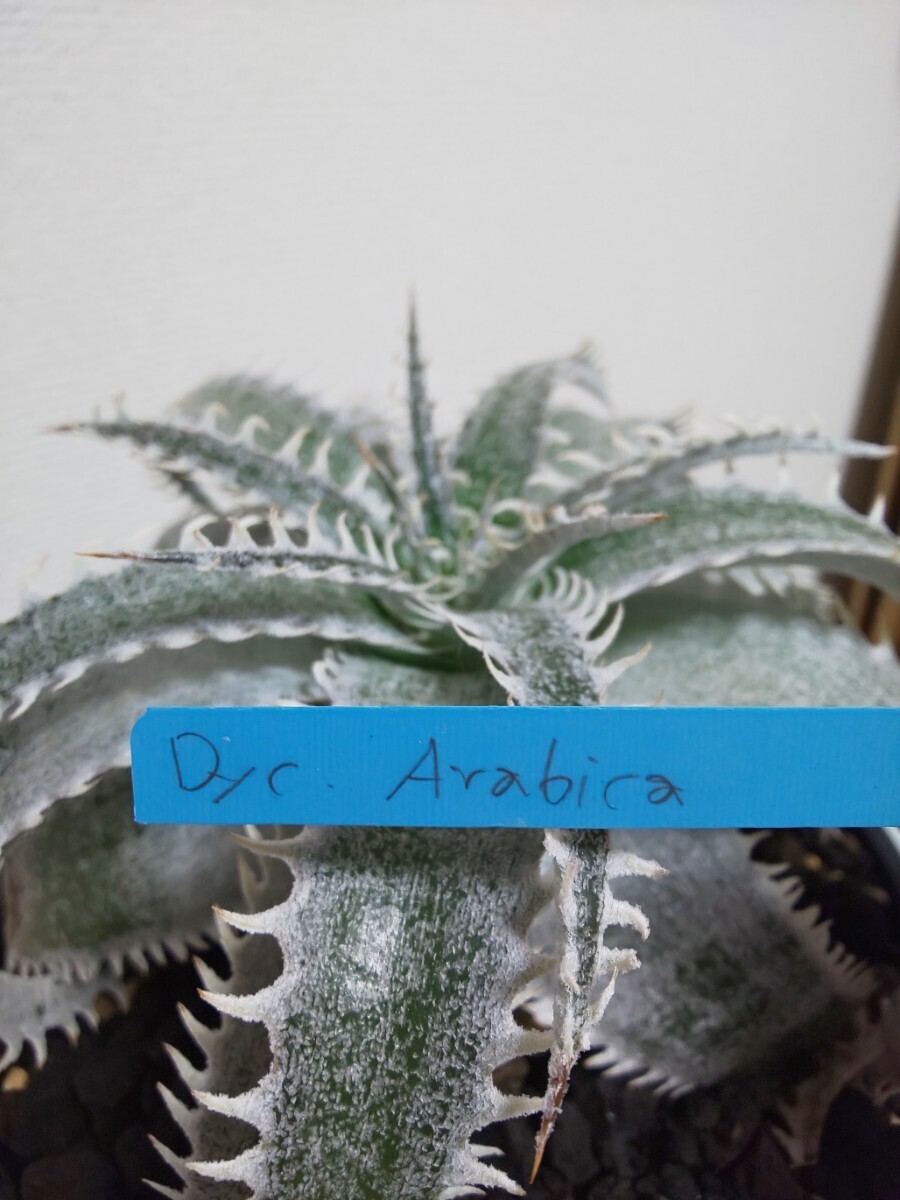 Arabica　Dyckia　ディッキア　アラビカ　アナナス　ブロメリア　Bromeliad　Ananas　観葉植物　サボテン　タグ　tag 活着済み　タイ_画像7