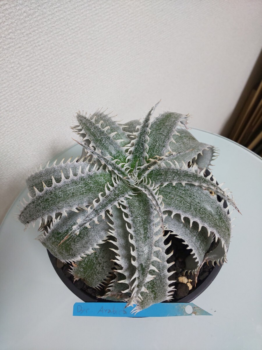 Arabica　Dyckia　ディッキア　アラビカ　アナナス　ブロメリア　Bromeliad　Ananas　観葉植物　サボテン　タグ　tag 活着済み　タイ