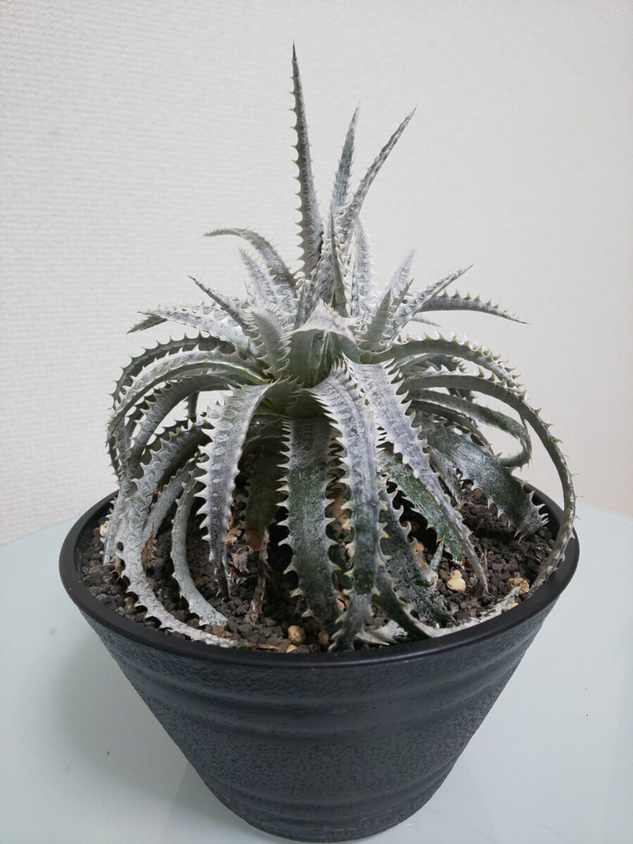 Sun Bear F2　Dyckia　ディッキア　アナナス　ブロメリア　Bromeliad　Ananas　観葉植物　サボテン　交配種　ハイブリッド　細葉　アメリカ_画像5