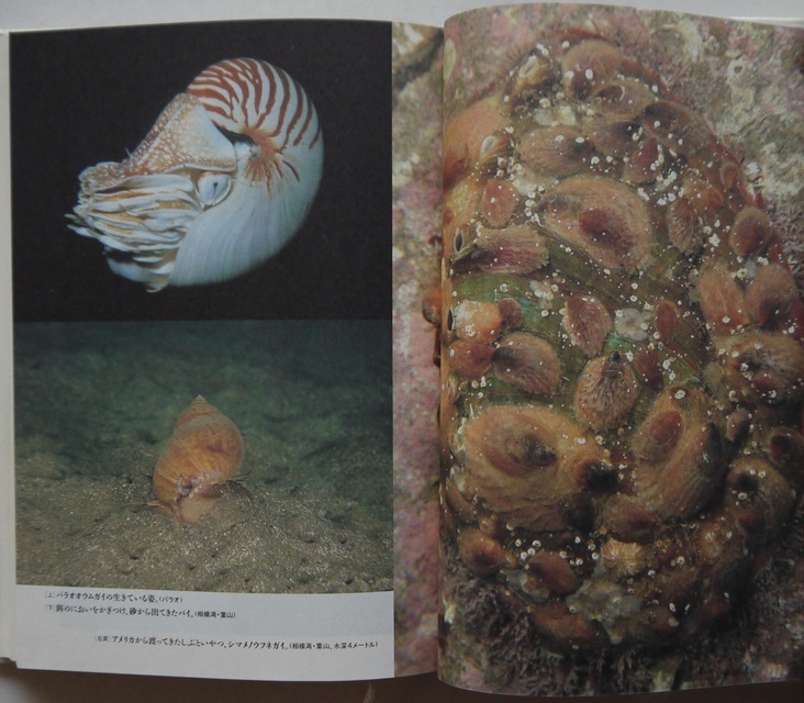  except .book@. inside mountain ..* photograph *. mountain ... body animal. ..... raw .*...* octopus. love. regular price *1900 jpy.. writing company.