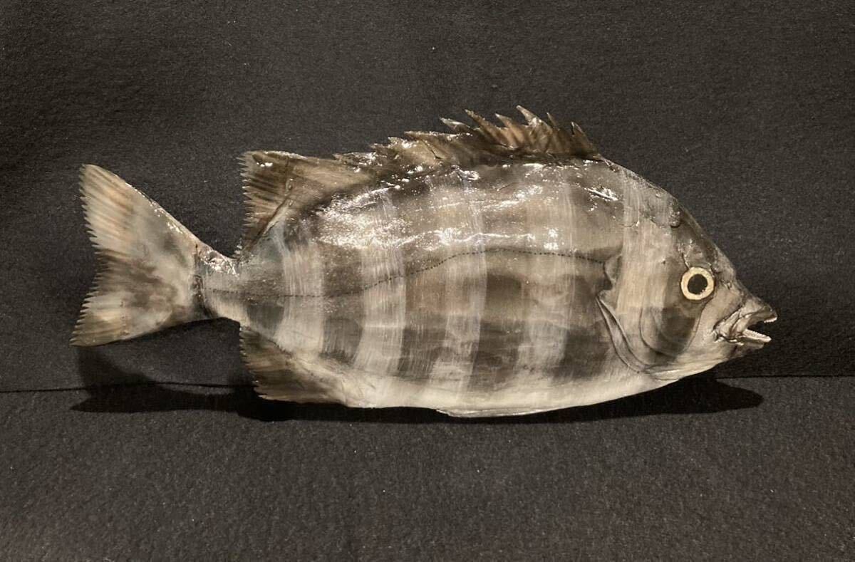 食品サンプル　鮮魚　石鯛　裏面あり_画像2