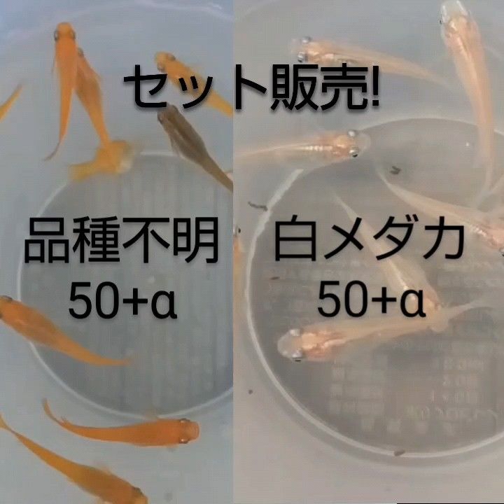 白メダカ　50+α　メダカ　50+α　卵