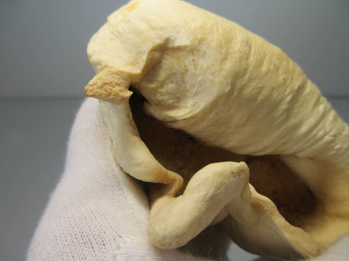 2404602-021. whale whale ear . seal stock processing raw materials weight approximately 279g
