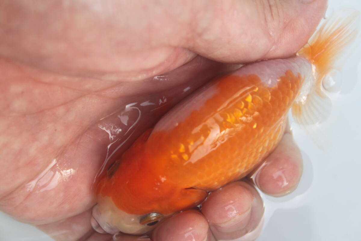 * special selection *. peace 5 year production beautiful .. pattern . fat fn tongue. .. golgfish..10cm degree 