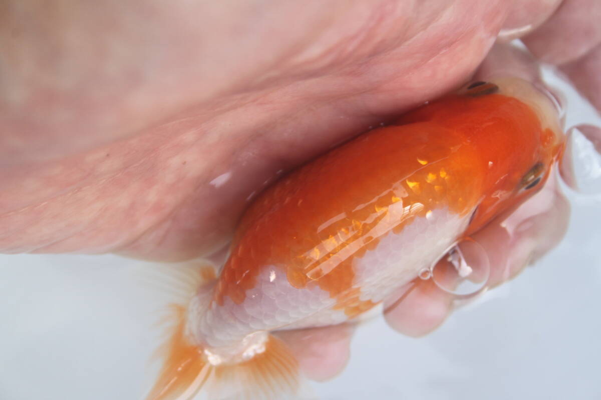 * special selection *. peace 5 year production beautiful .. pattern . fat fn tongue. .. golgfish..10cm degree 