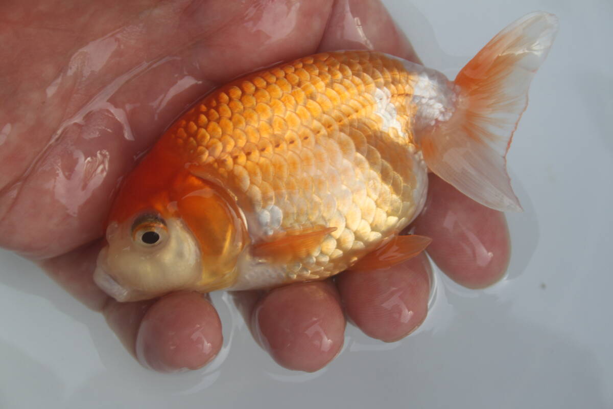 * special selection *. peace 5 year production beautiful .. pattern . fat fn tongue. .. golgfish..10cm degree 