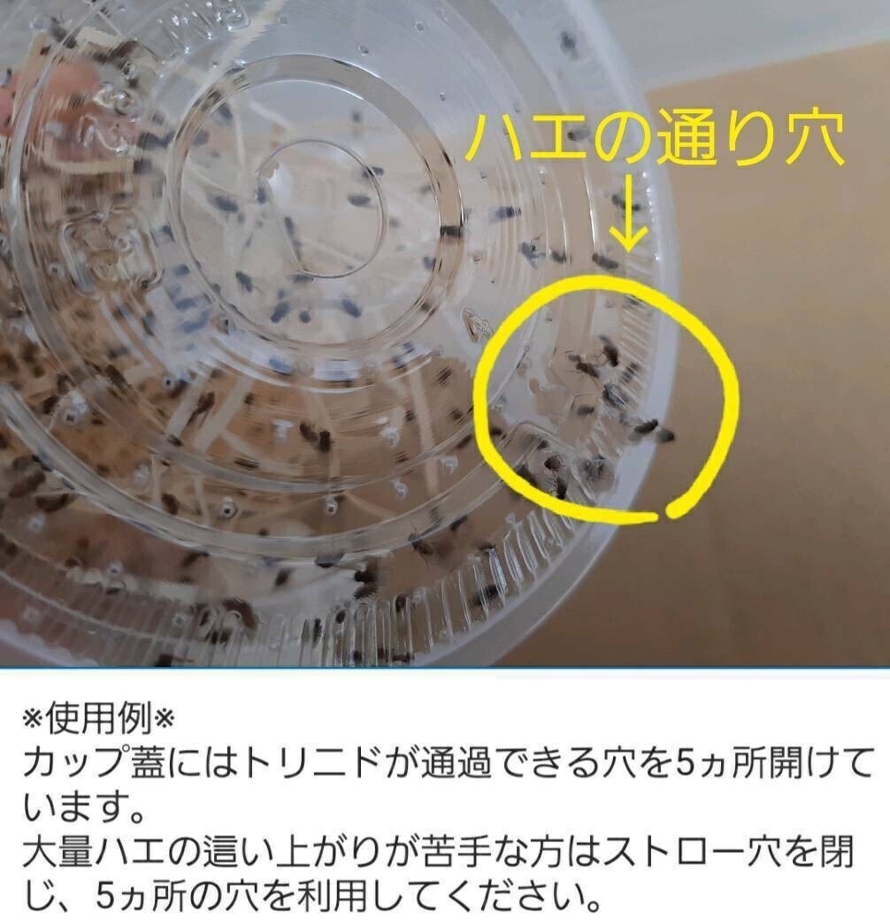 HTYA（条件付死着補償有 500匹）トリニドショウジョウバエ （餌用ショウジョウバエ）_画像2