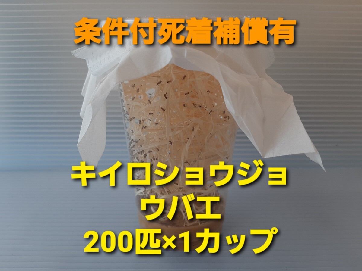 (200 шт ) желтый shoujoubae200 шт ×1 cup ( приманка для shoujoubae)