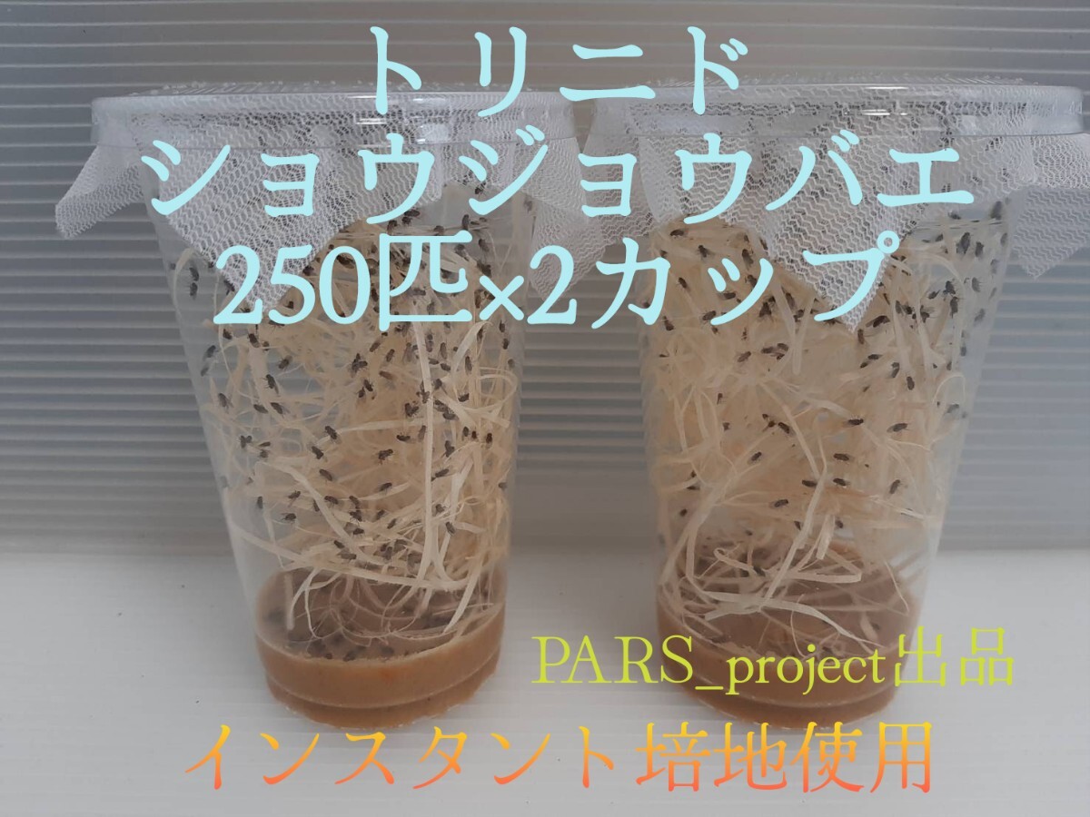 （500匹）トリニドショウジョウバエ 250匹×2カップ （餌用ショウジョウバエ）_画像1