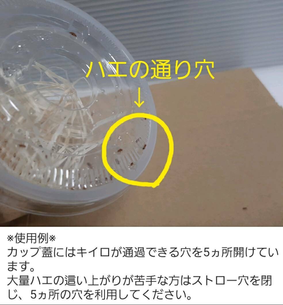 （500匹）キイロショウジョウバエ 500匹×1カップ（餌用ショウジョウバエ）の画像2