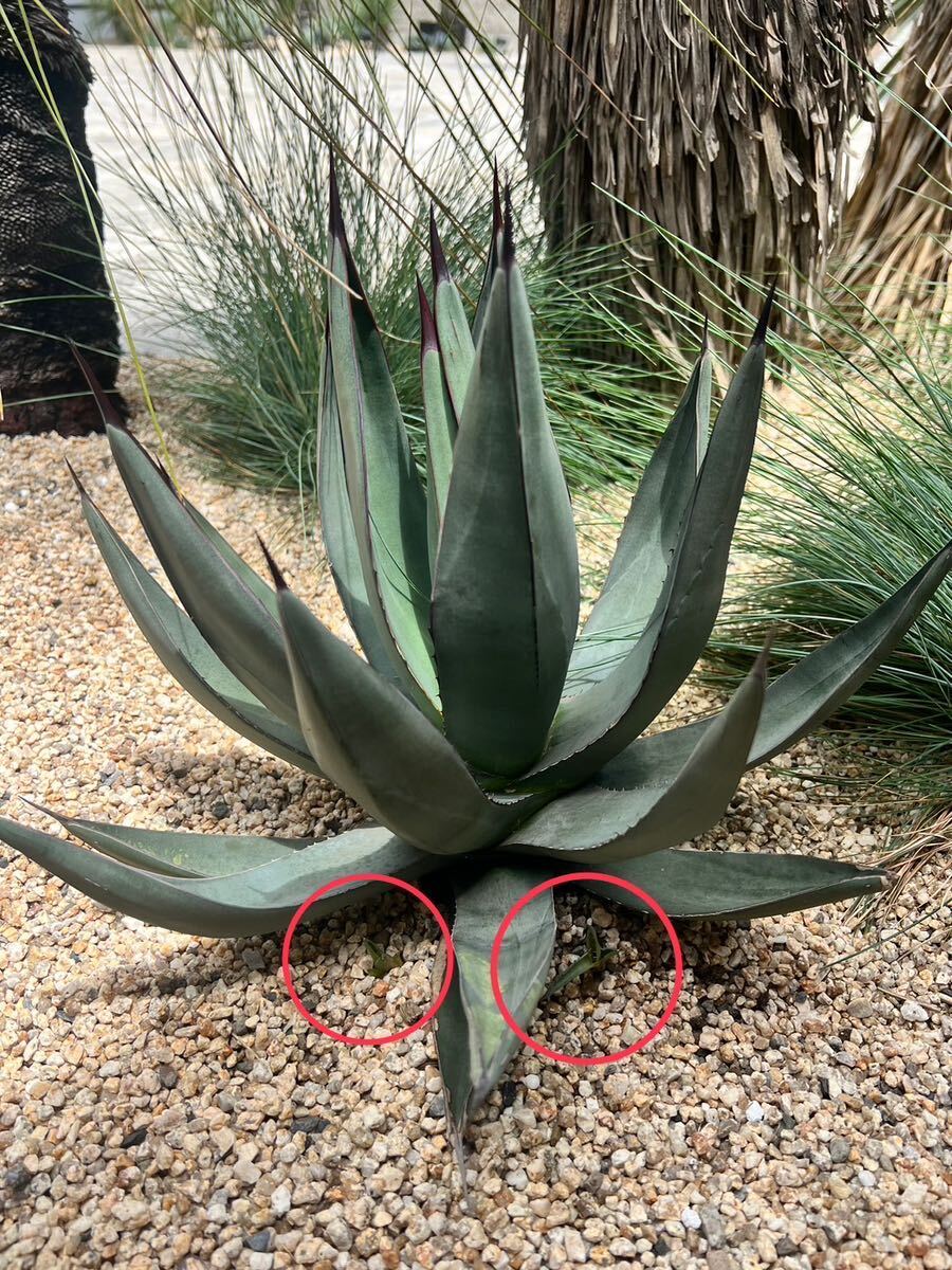 Agave 'Mako Shark' アガベ　マコシャーク　シャークスキン　美株　子株　2セット_画像1