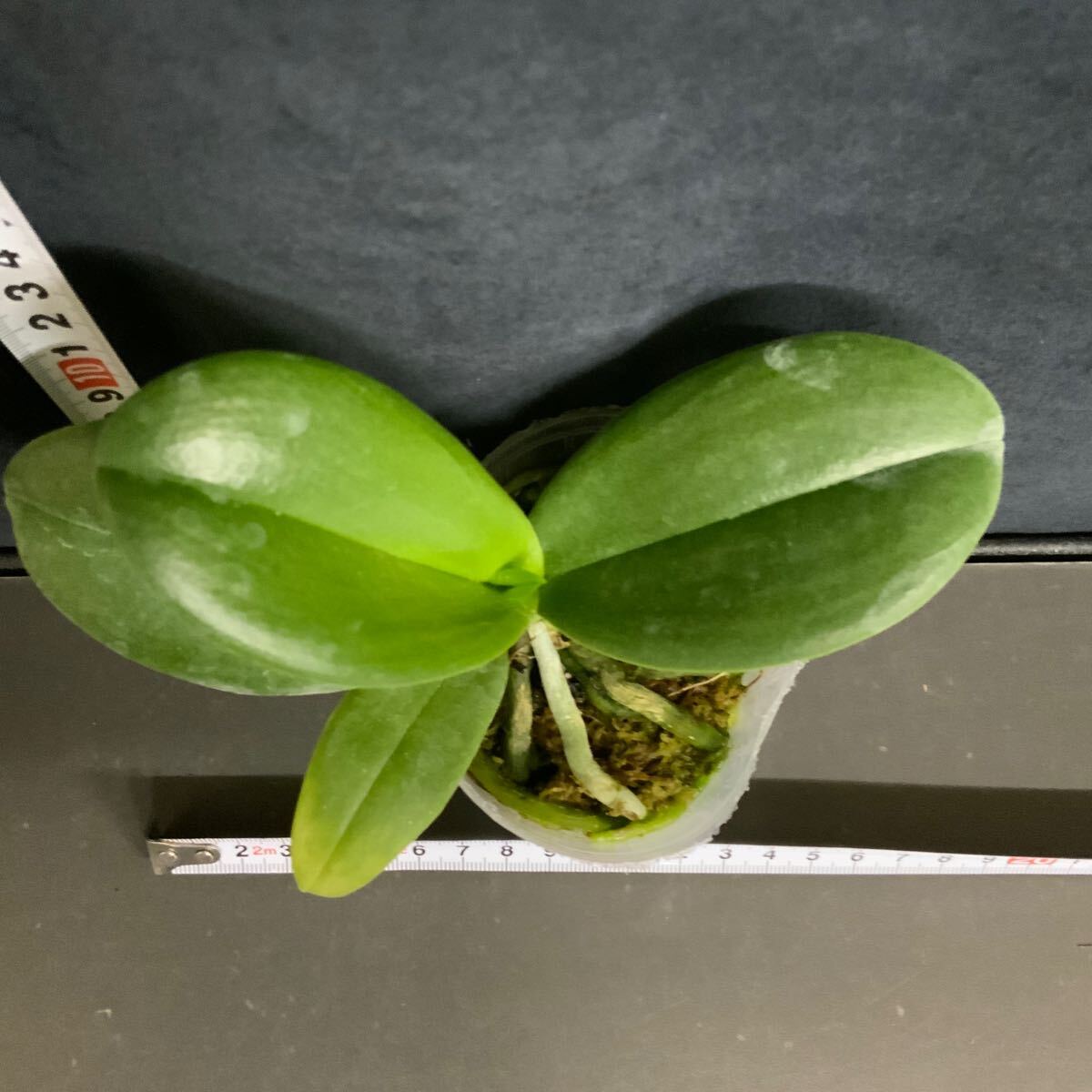 (^. ^)(302) Phal. Violet Eye