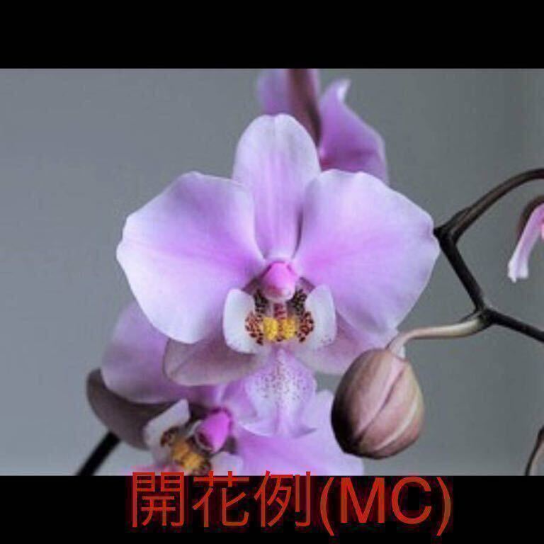 (^。^),洋蘭原種,(346),胡蝶蘭,Phal.schileriana ‘Pink Butterfly’AM/AOS,アメリカの入賞花のメリクロン,_画像1