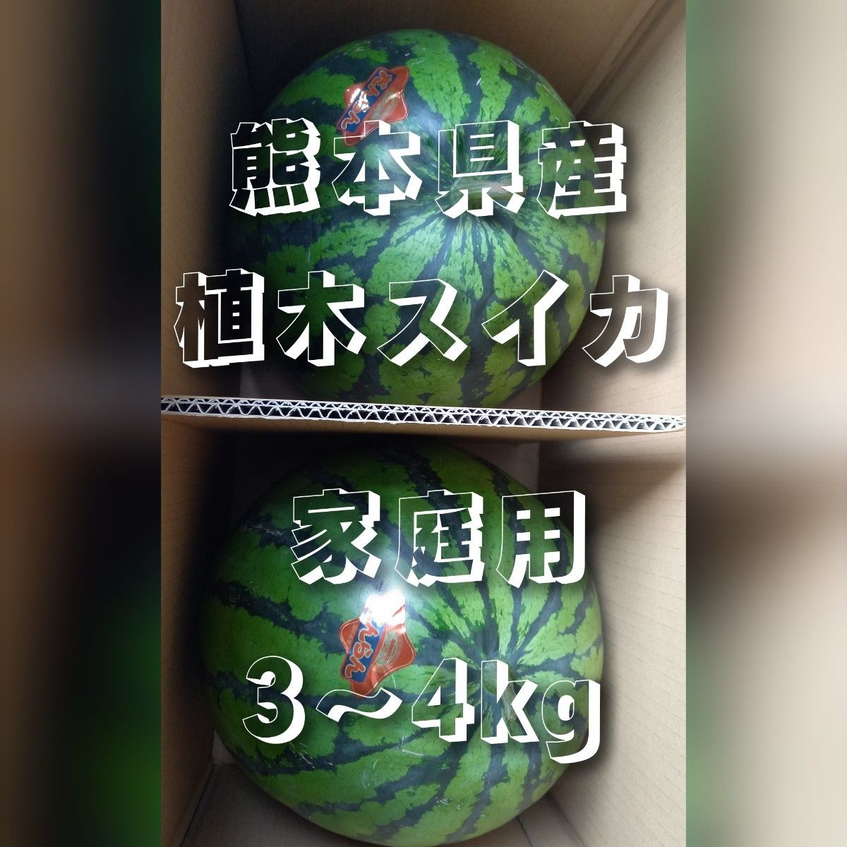 3箱限定！熊本県産植木スイカ　家庭用2玉入り(1玉3～4kg程度)