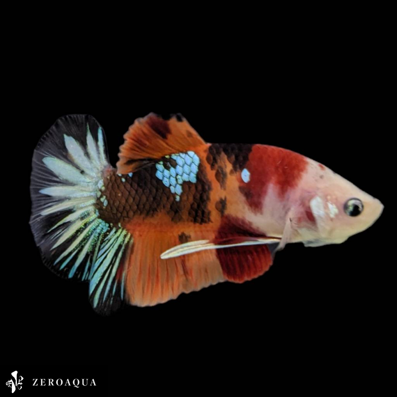 [ animation ] male betta (b9171) Thai production tropical fish pra cut black white orange red turquoise 