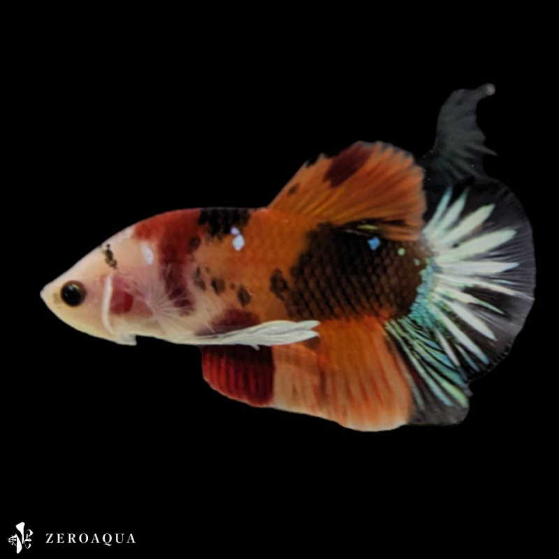 [ animation ] male betta (b9171) Thai production tropical fish pra cut black white orange red turquoise 