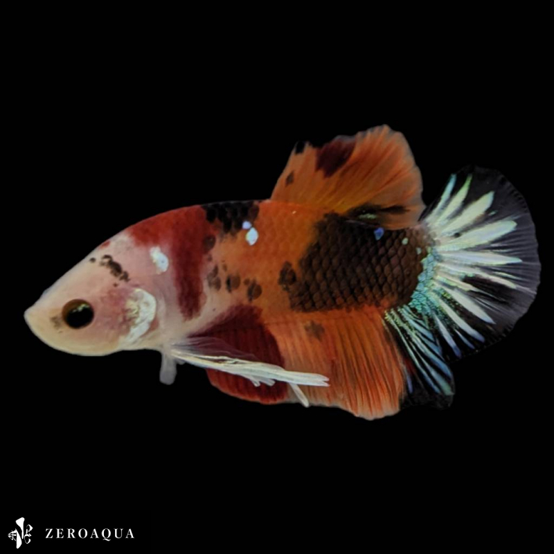 [ animation ] male betta (b9171) Thai production tropical fish pra cut black white orange red turquoise 