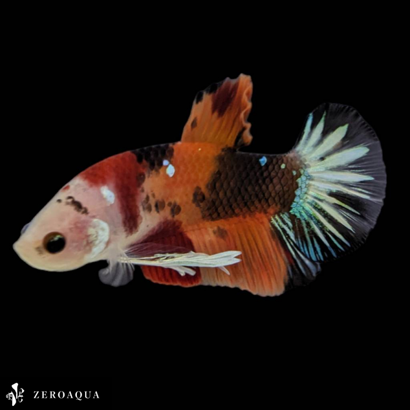 [ animation ] male betta (b9171) Thai production tropical fish pra cut black white orange red turquoise 