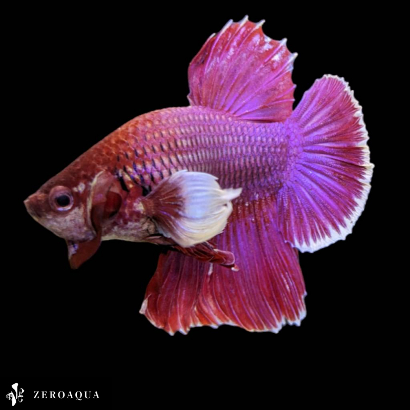 [ animation ] male betta (b9201) Thai production tropical fish Dumbo white red purple 