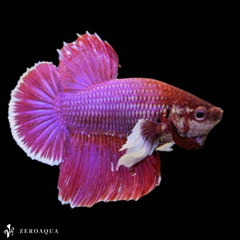 [ animation ] male betta (b9201) Thai production tropical fish Dumbo white red purple 