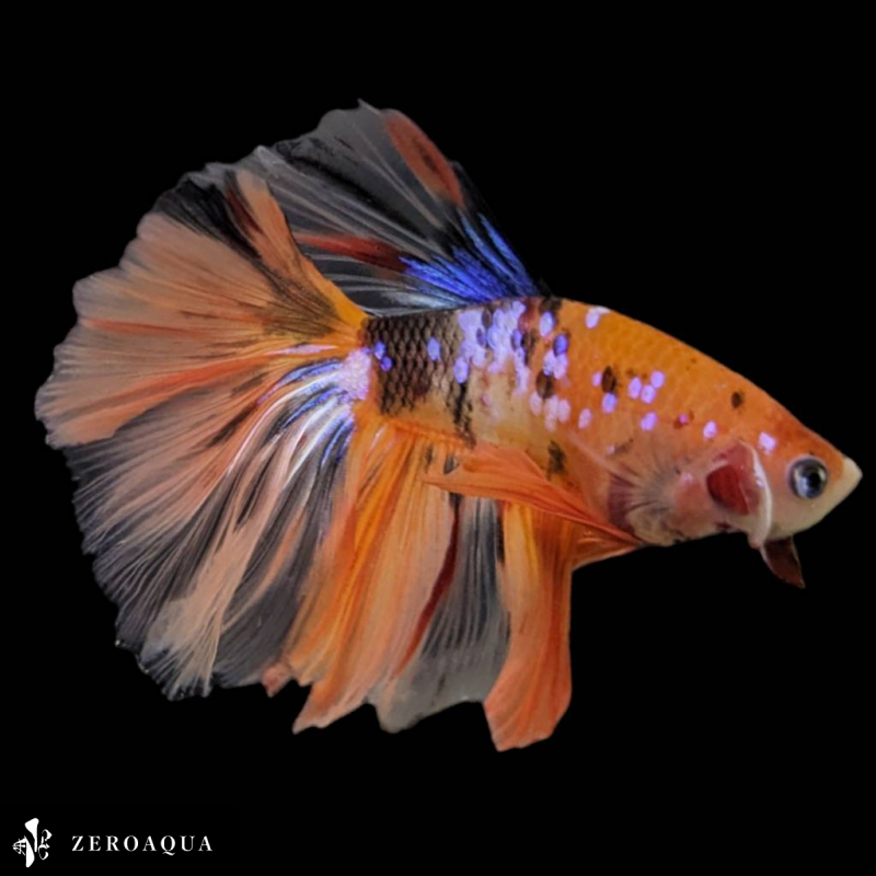 [ animation ] male betta (b9202) Thai production tropical fish half moon black white orange purple blue 