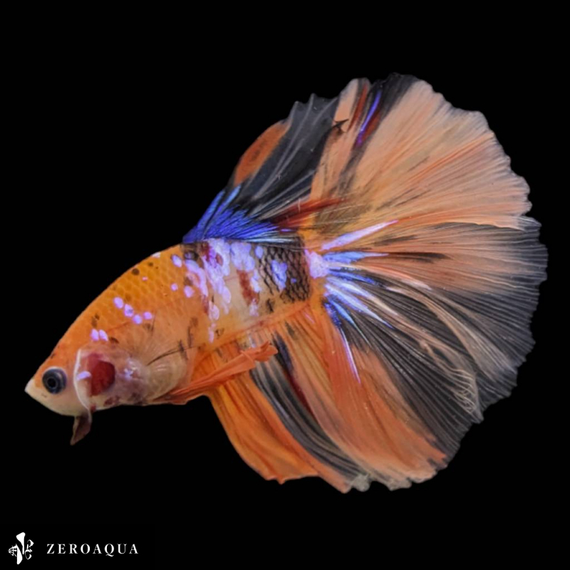 [ animation ] male betta (b9202) Thai production tropical fish half moon black white orange purple blue 