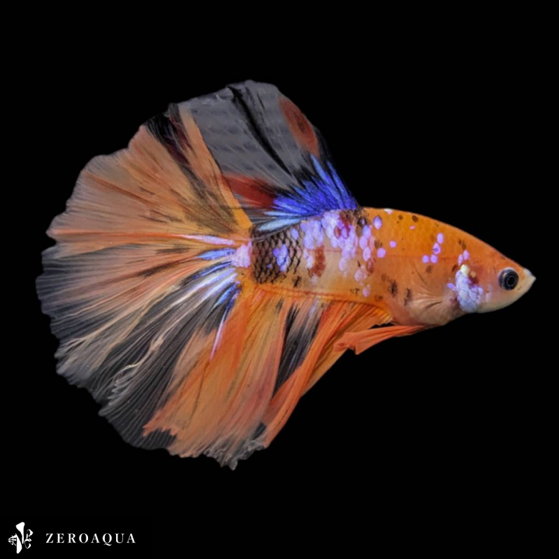 [ animation ] male betta (b9202) Thai production tropical fish half moon black white orange purple blue 