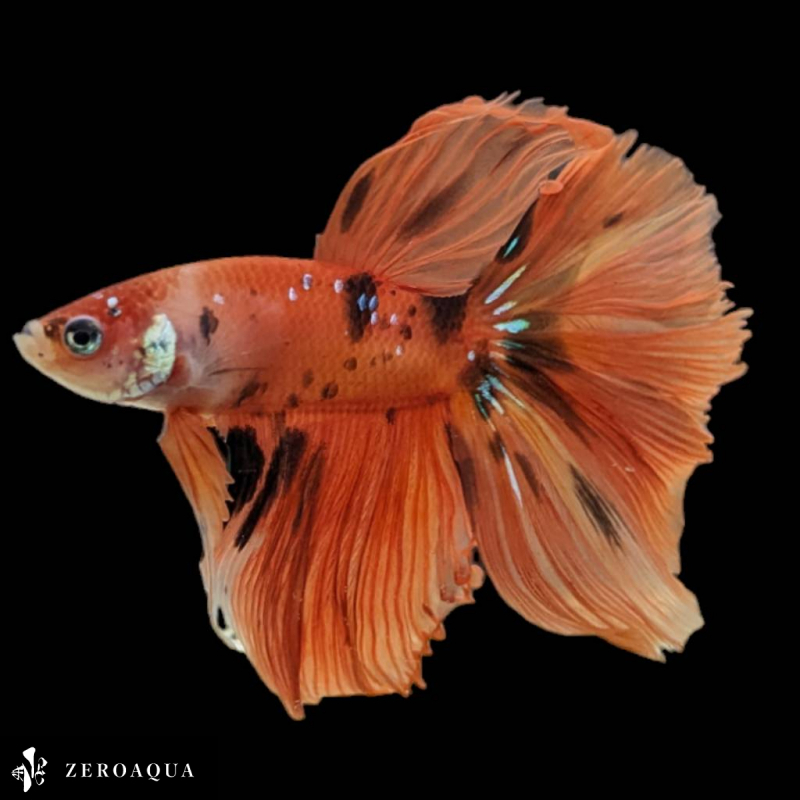 [ animation ] male betta (b9219) Thai production tropical fish half moon black orange 