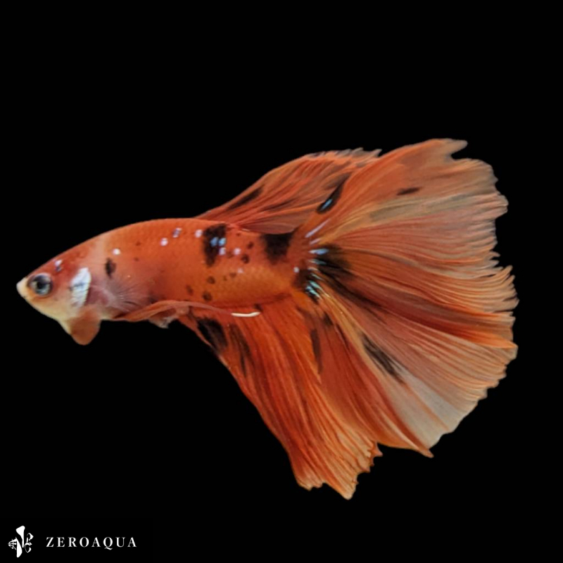 [ animation ] male betta (b9219) Thai production tropical fish half moon black orange 