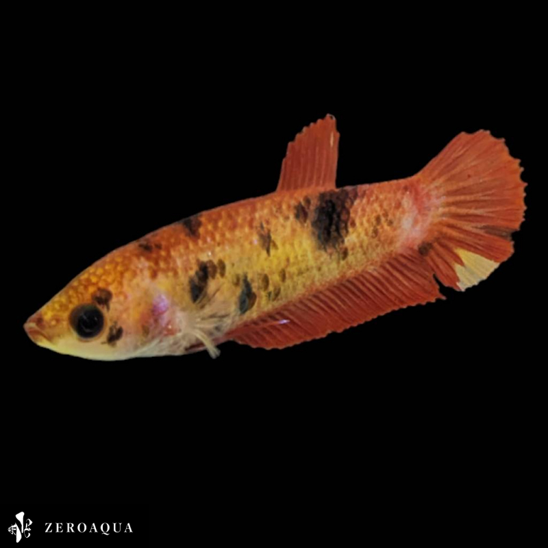 [ animation ] female betta (b9253) Thai production tropical fish pra cut black white orange red 