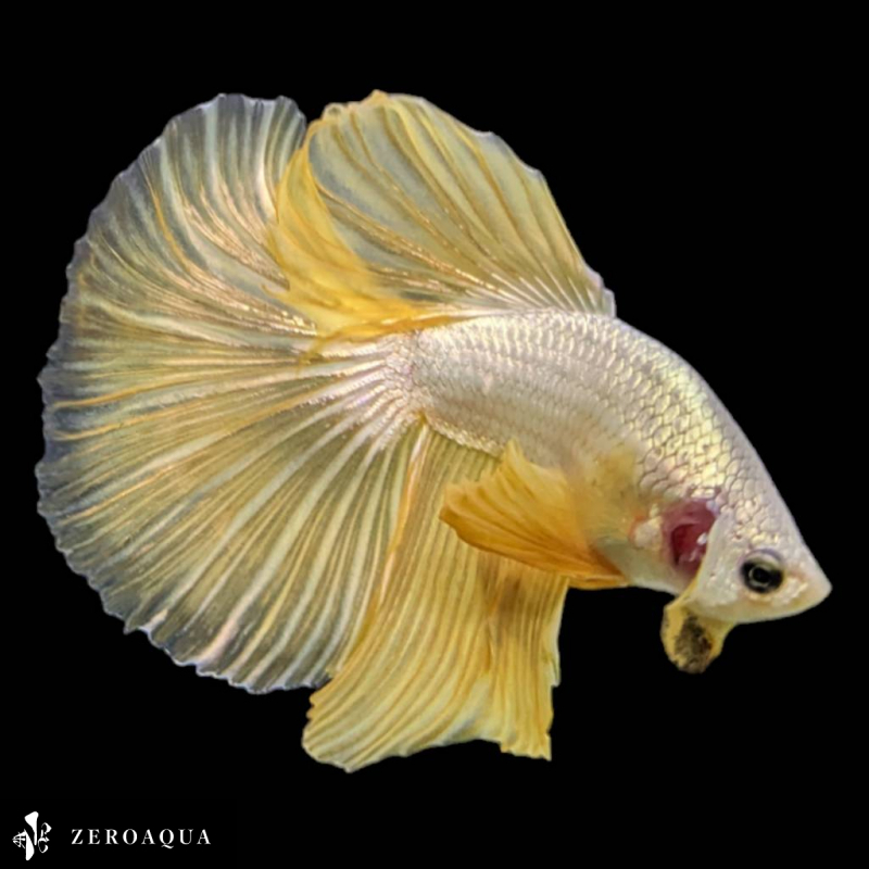【動画】 オス ベタ (b9261) タイ産 熱帯魚 ハーフムーン ホワイト ゴールド_画像3