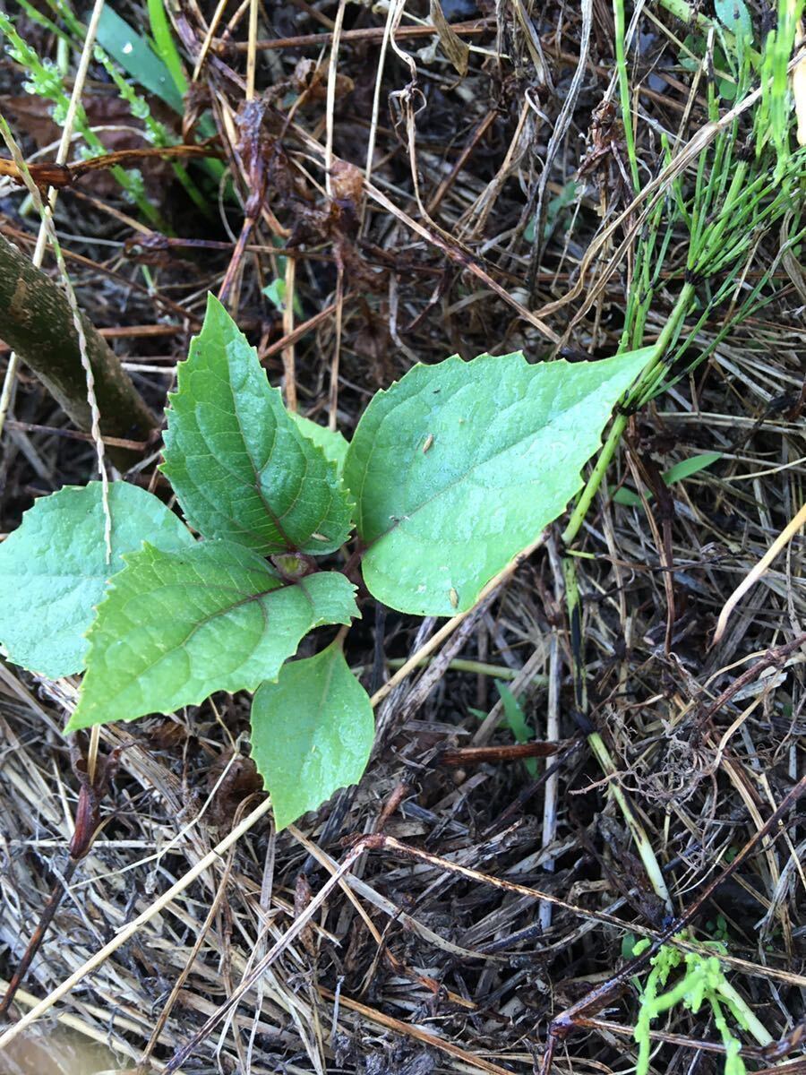 【毎年咲く♪】ボタンクサギ(牡丹臭木) 山野草　宿根草　抜き苗　1株 ①_画像7