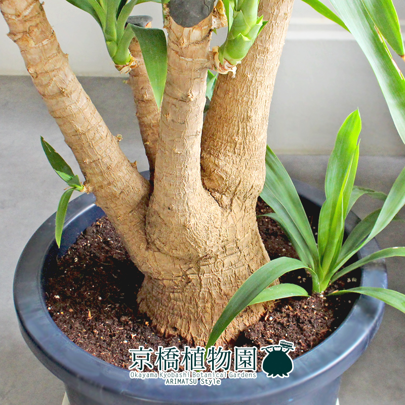 [ reality goods ] yucca *ere fan tipes13 number (3)Yucca elephantipes