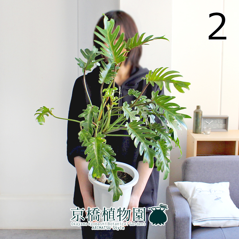 【現品】クッカバラ 幹立ち（大） 6号 白鉢（2）Philodendron kookaburra_画像1