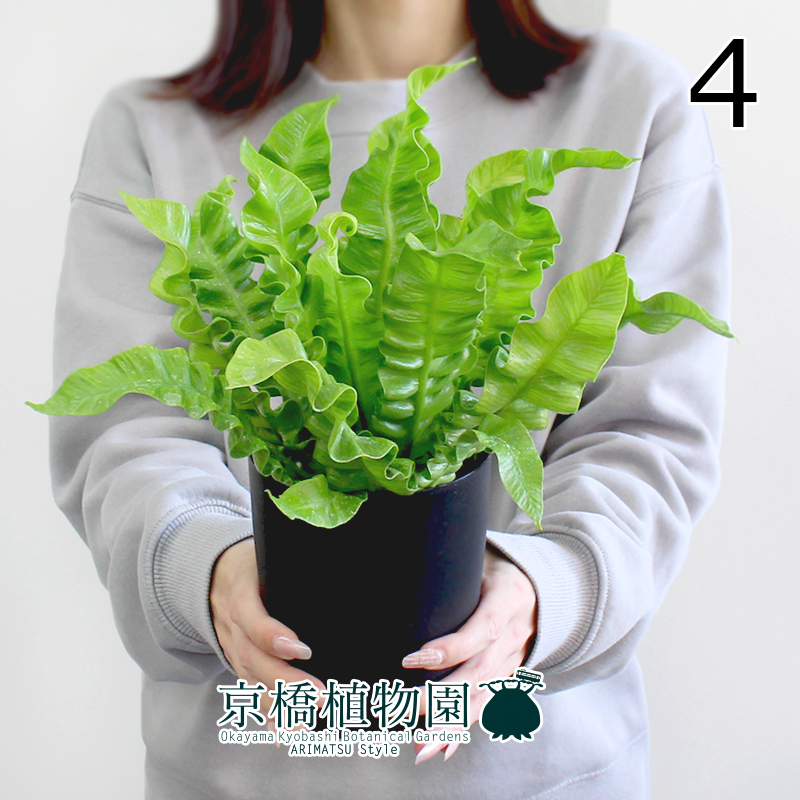 【現品】エメラルドウェーブ/クリスピーウェーブ 4号 黒鉢（4）Asplenium nidus L.emeraldの画像1