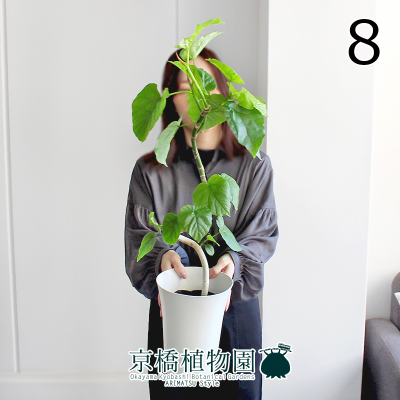 [ на данный момент товар ]fi rental * umbellata 6 номер изгиб белый пластик горшок (8)Ficus umbellata
