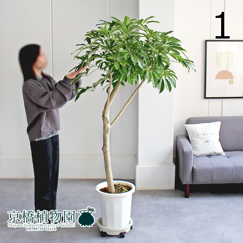 [ reality goods ]shefrela old tree 10 number white pot (1)Schefflera arboricola