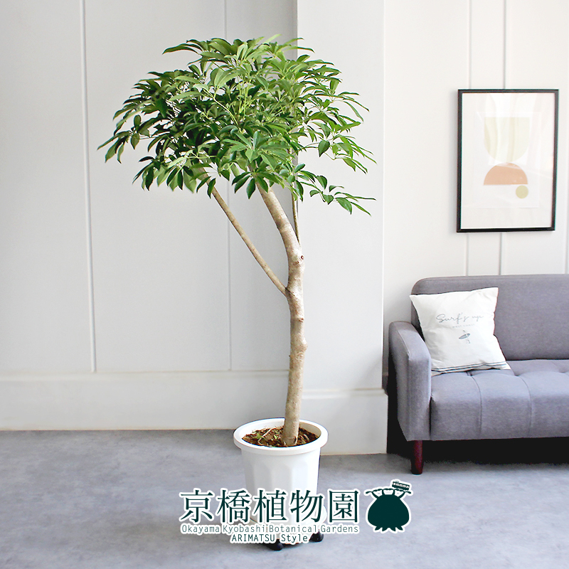 [ reality goods ]shefrela old tree 10 number white pot (1)Schefflera arboricola