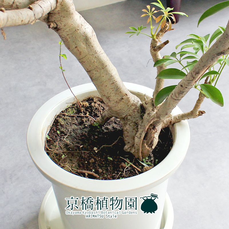 [ reality goods ]shefrela old tree 9 number white pot (1)Schefflera arboricola