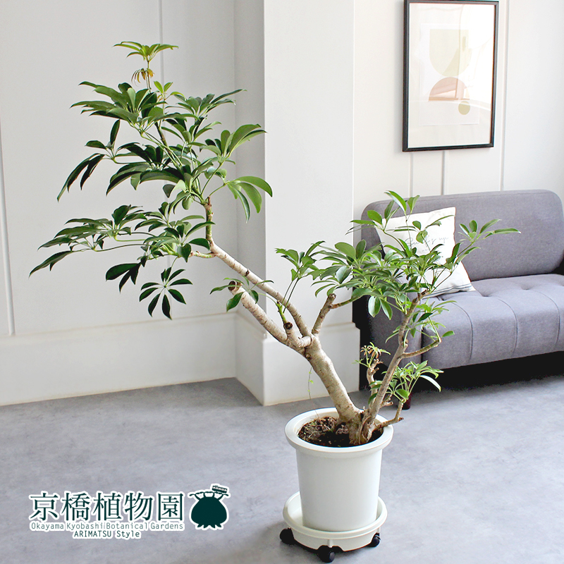 [ reality goods ]shefrela old tree 9 number white pot (1)Schefflera arboricola