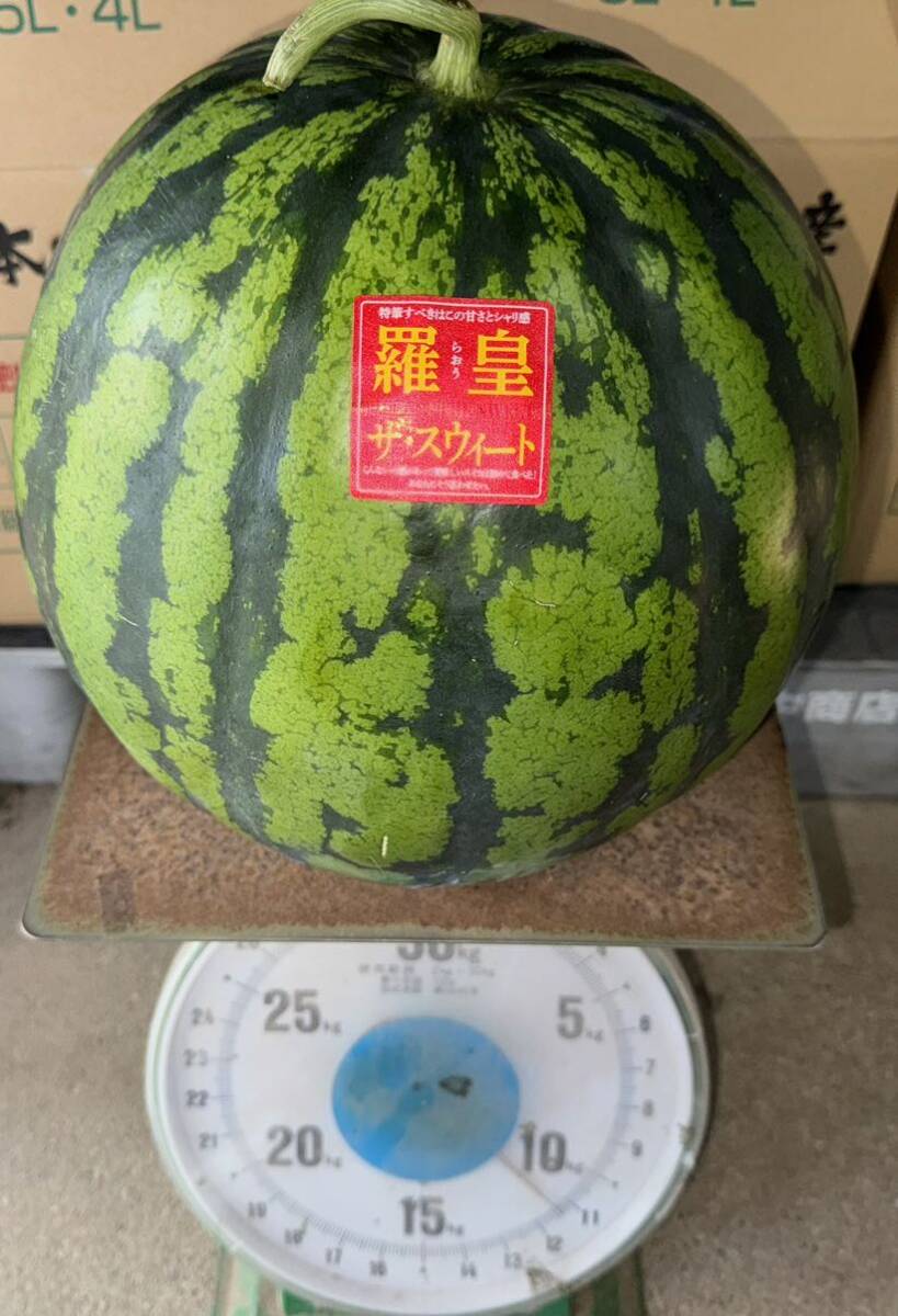 1玉限定！熊本産【羅皇】優品6Lサイズ（1玉11.4kg）熊本フルーツ堂31_画像8