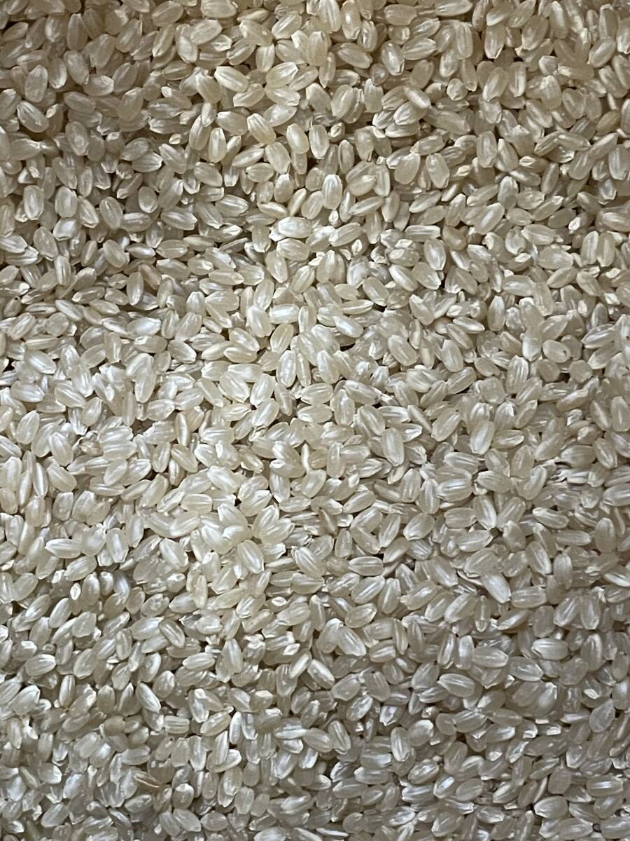 25kg. peace 5 year Hyogo prefecture production .. ... inspection rice 1 etc. brown rice 25 kilo * free shipping ( Hokkaido * Okinawa excepting ) net weight 25.05kg. measurement Hino hikari 