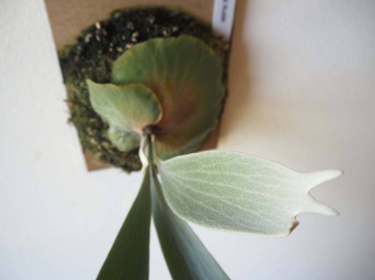 P. white mr.oat (peevia) OC staghorn fern Platycerium Platycerium. angle . tooth ...... decorative plant veitchii hillii willinckii