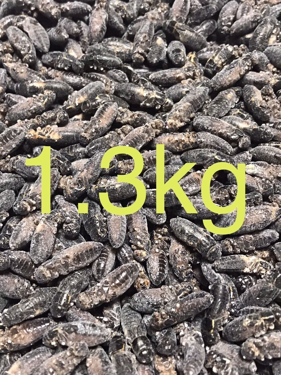 清潔コオロギ1.3kg 冷凍コオロギ　ＭＬサイズ　フタホシコオロギ　クロコオロギ　約1kg ③_画像1